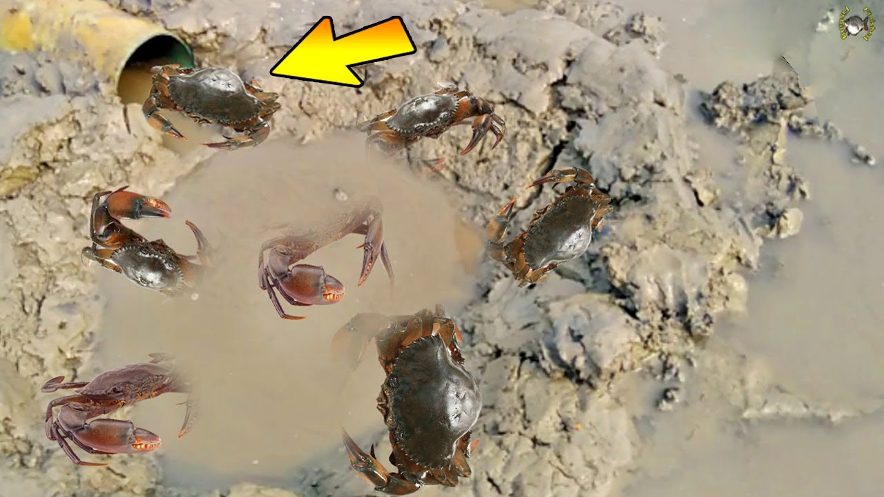 Build Deep Hole Underground Crab Trap Using PVC Pipe || Unique Way Of Mud Crabs Catching || Part-4