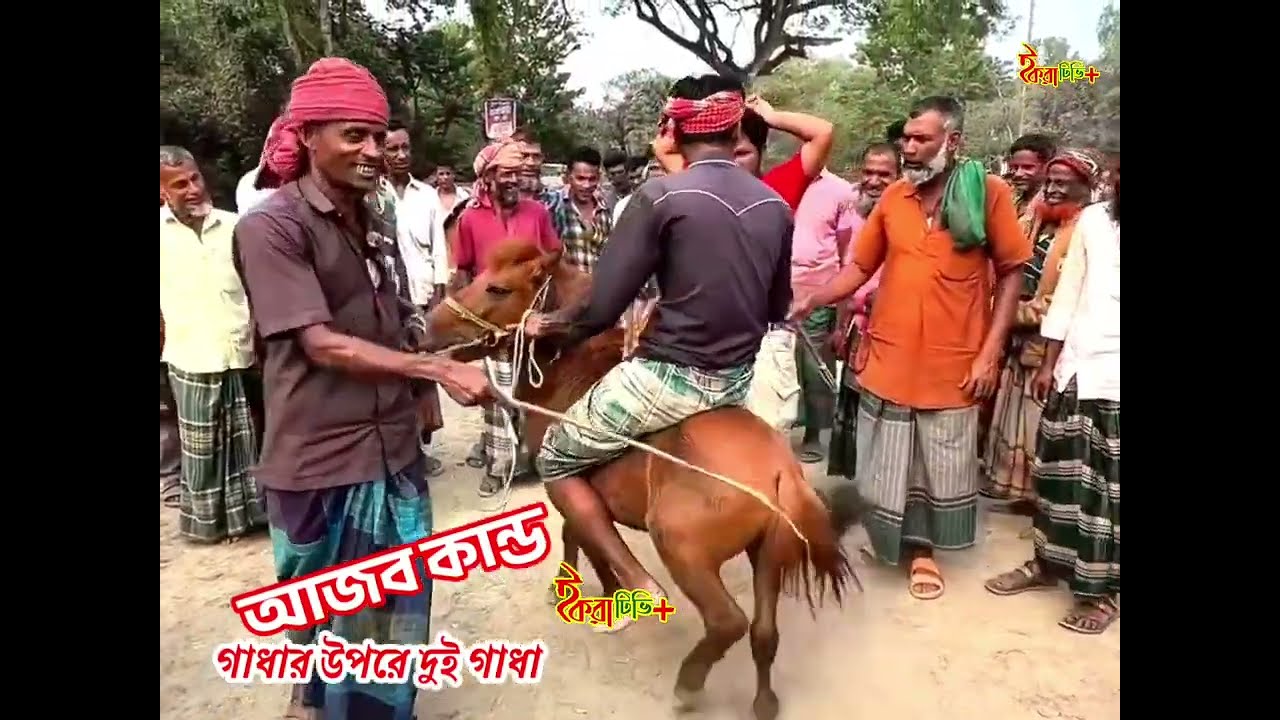 গাধার উপরে দুই গাধা। জেনে নিন কত টাকায় বিক্রি হয়। 
