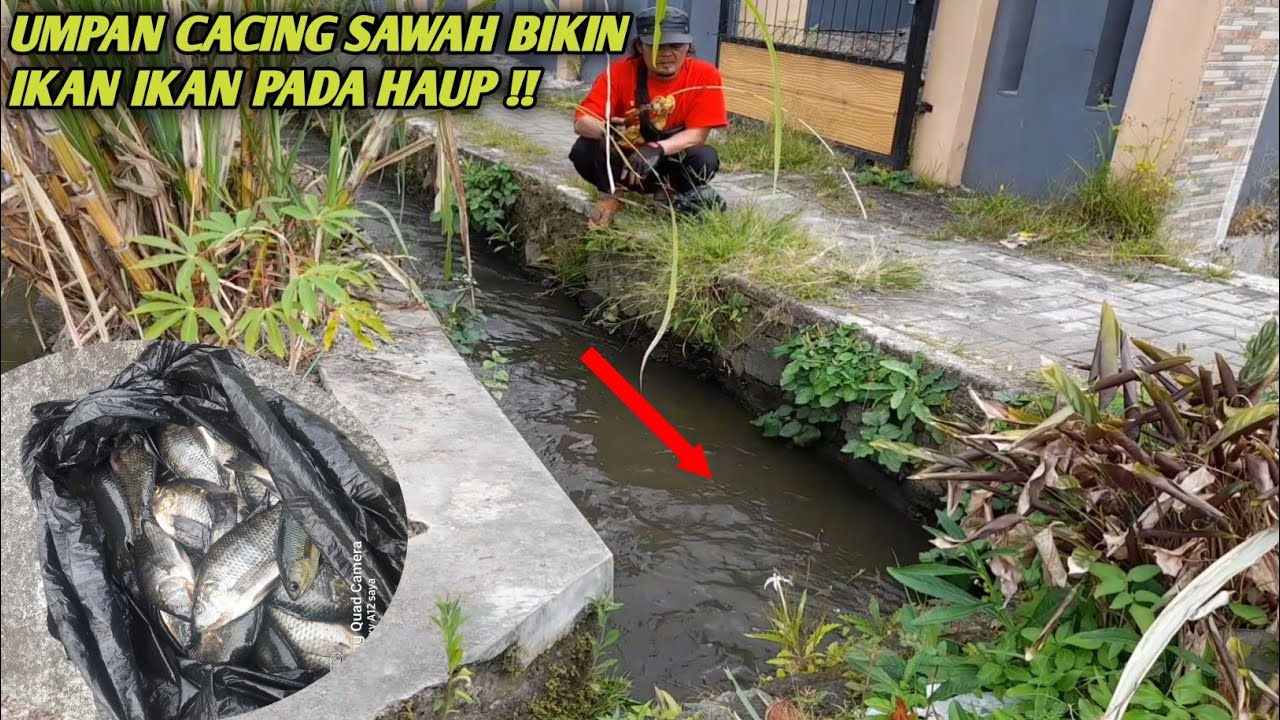 UMPAN LEGEND !!jadi santapan gurih ikan ikan lapar