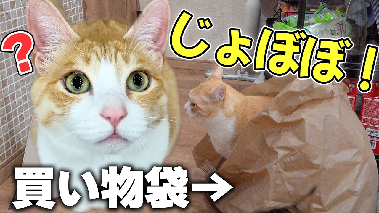 ロビンがとんでもない場所におしっこをぶち撒けてしまいました。。。。