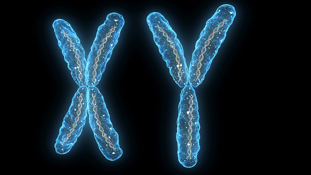 Human Physiology - Reproduction: Sex Determination and Differentiation