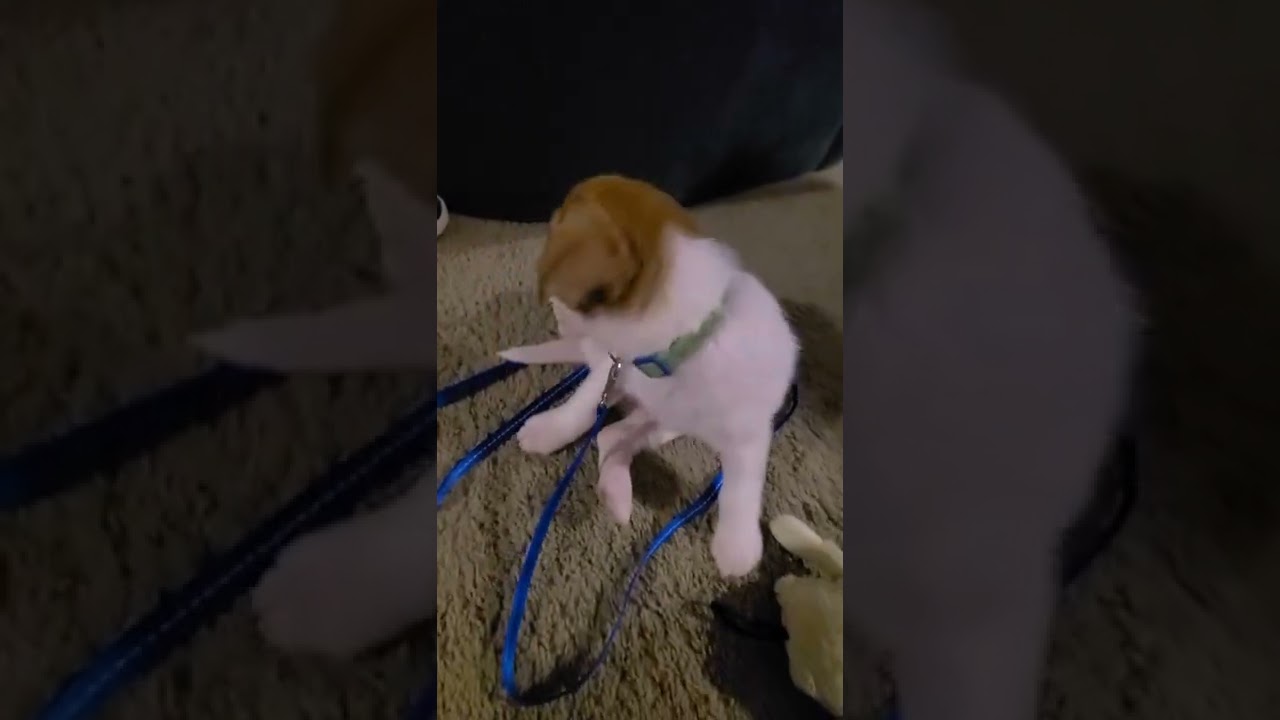 Winston,  our 8 week old Jack Russell Terrier, enjoying his first night home!
