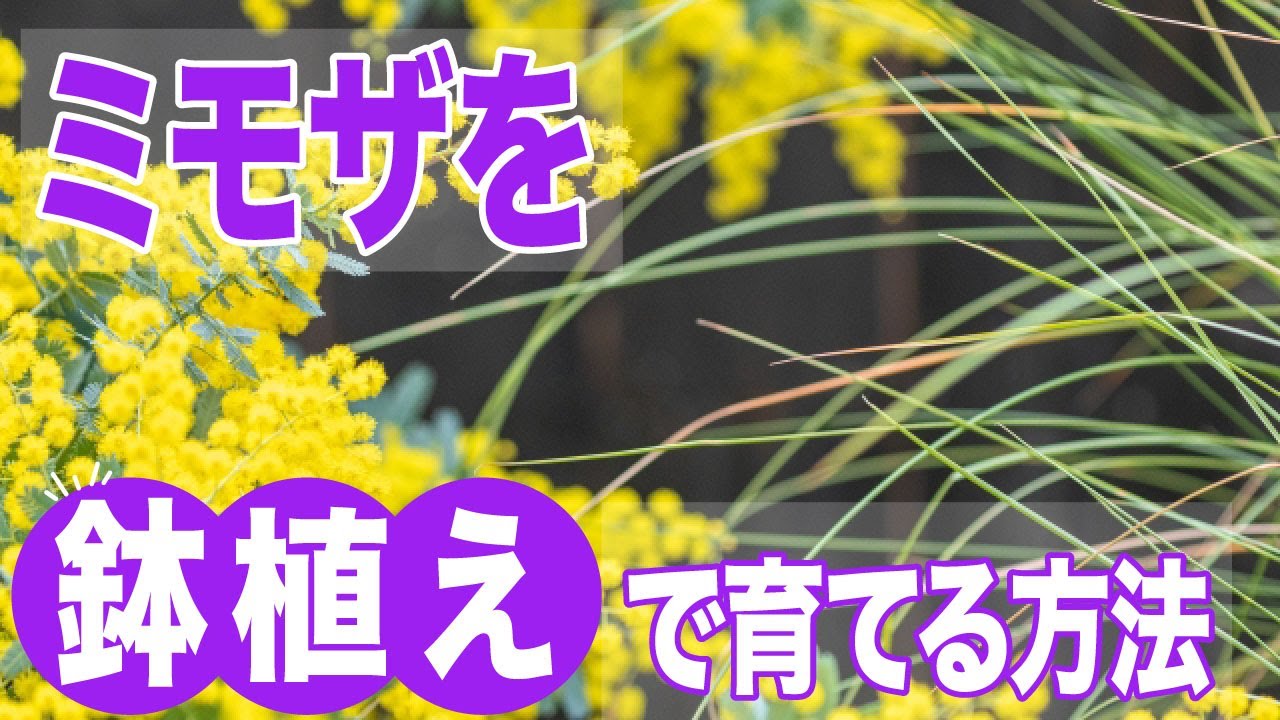 大人気！ミモザアカシアの育て方