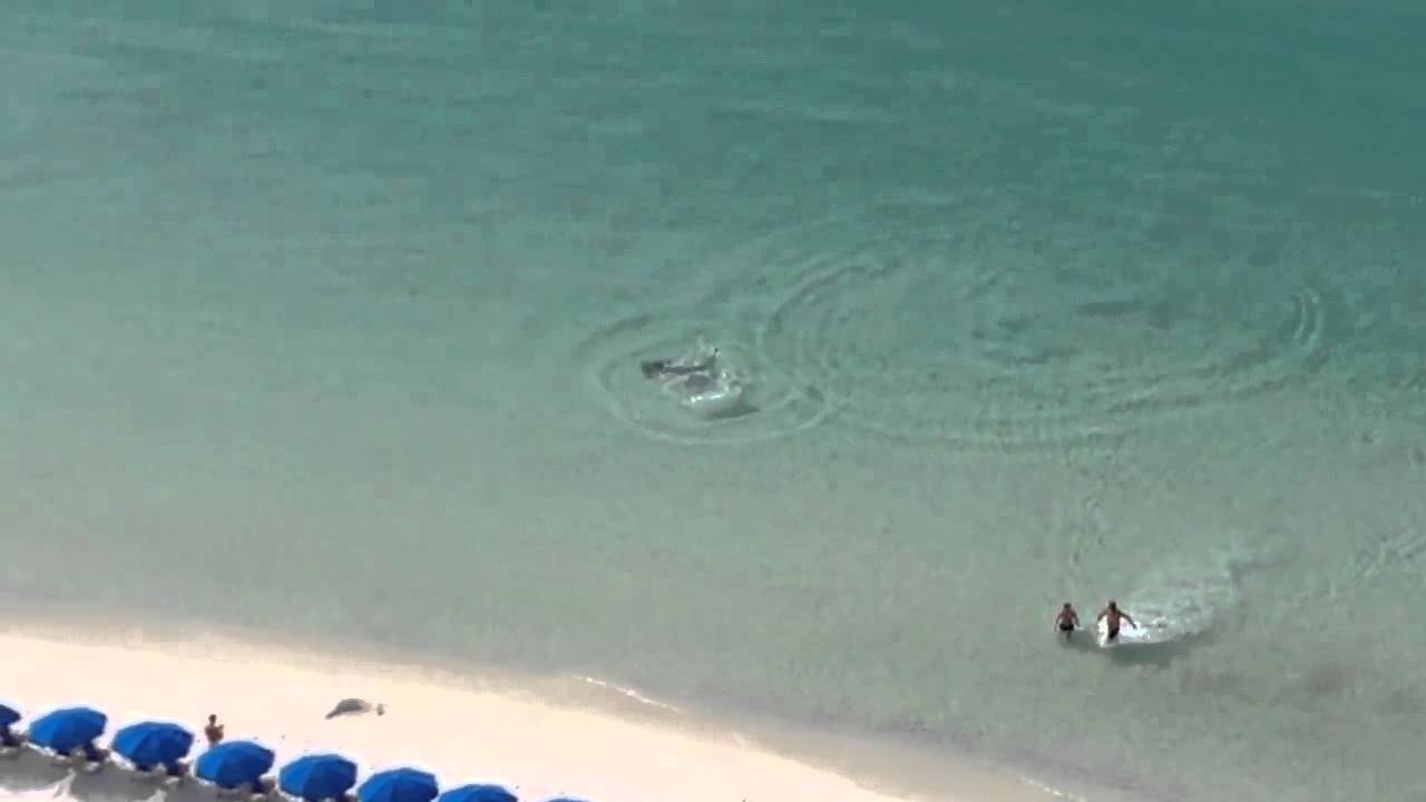 Shark Swims Close To Beach Goers