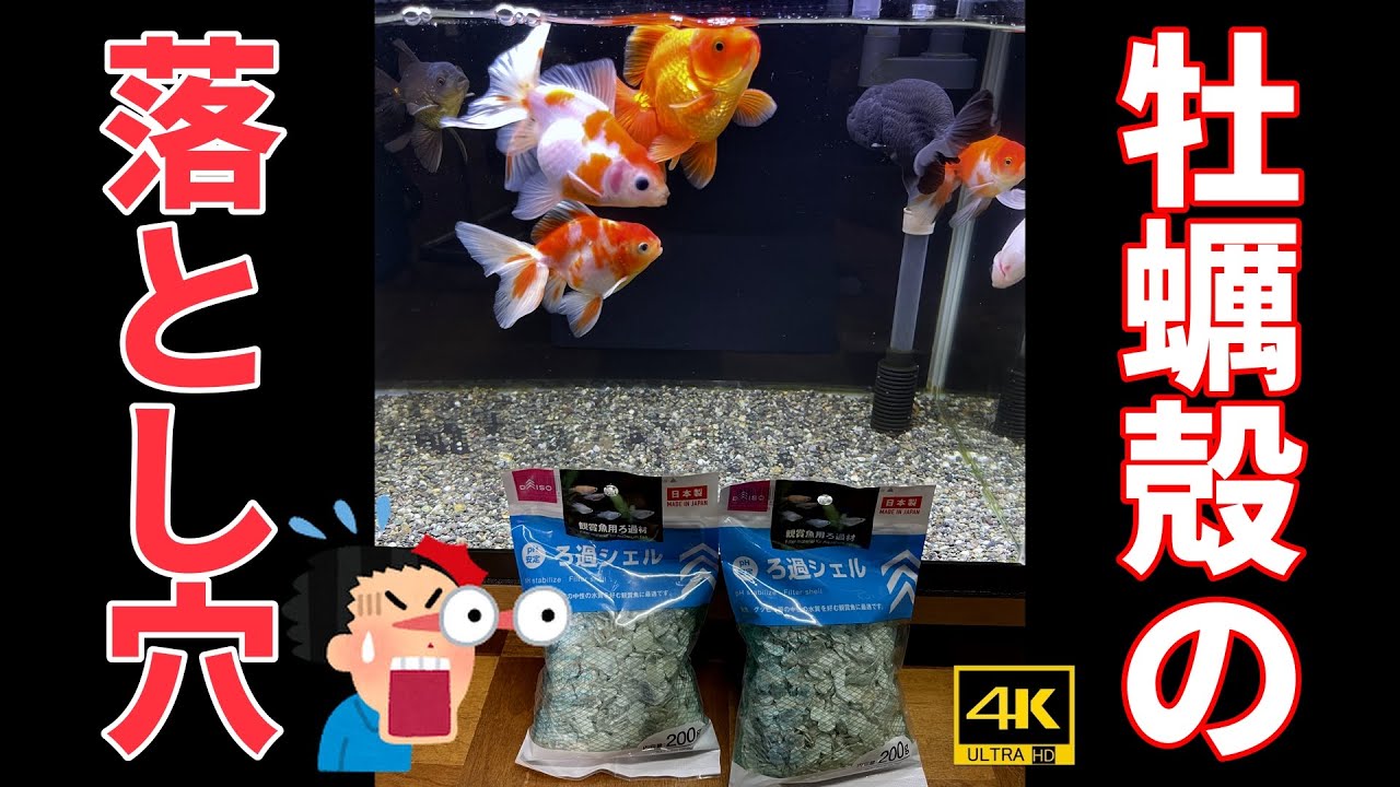 🔰№12【牡蠣殻を甘く見てはいけない！】ゼロから始める金魚飼育