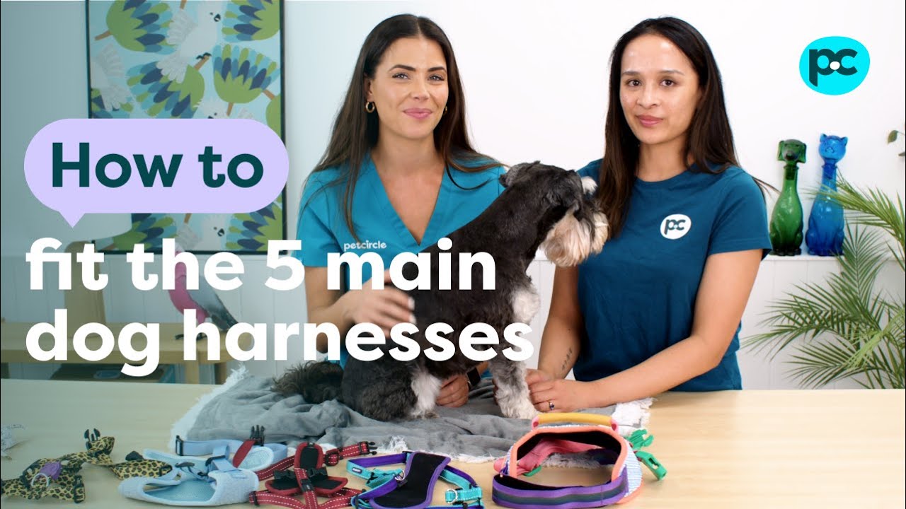 How to fit the 5 main types of dog harnesses | PET CIRCLE