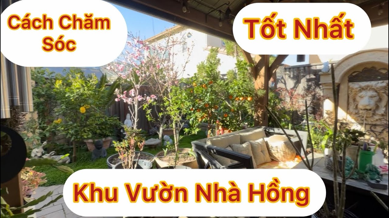 Tập 1960:Chia Sẻ Hết 11 Năm  Cách Chǎm Sóc Khu Vườn Và Bón Phân Mua Cây Ở Đâu Nam Cali 