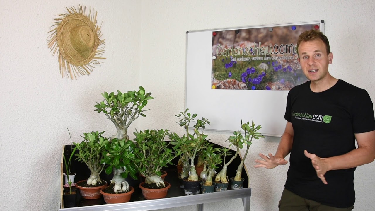 Wüstenrosen (Adenium obesum) - Was machen die Wüstenrosen Mitte August? // Gartenschlau.com