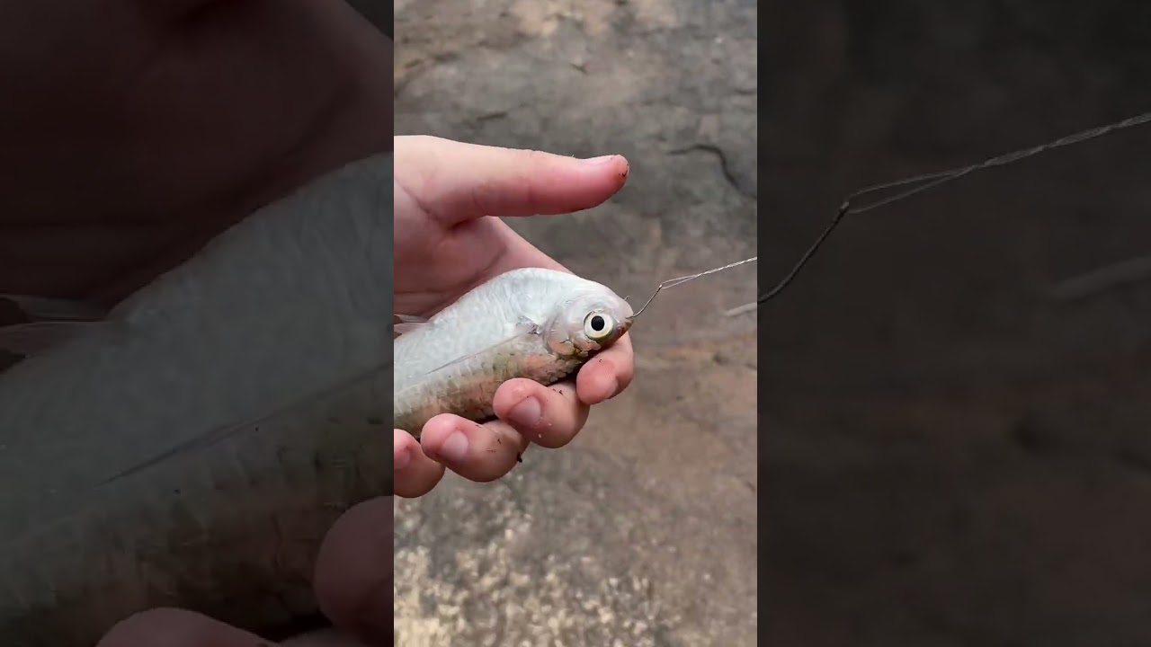 #pesca: Sardinha do rio Araguaia, j&aacute; conhece esse peixe ?? Deixa nos coment&aacute;rios #pescaria #fishing