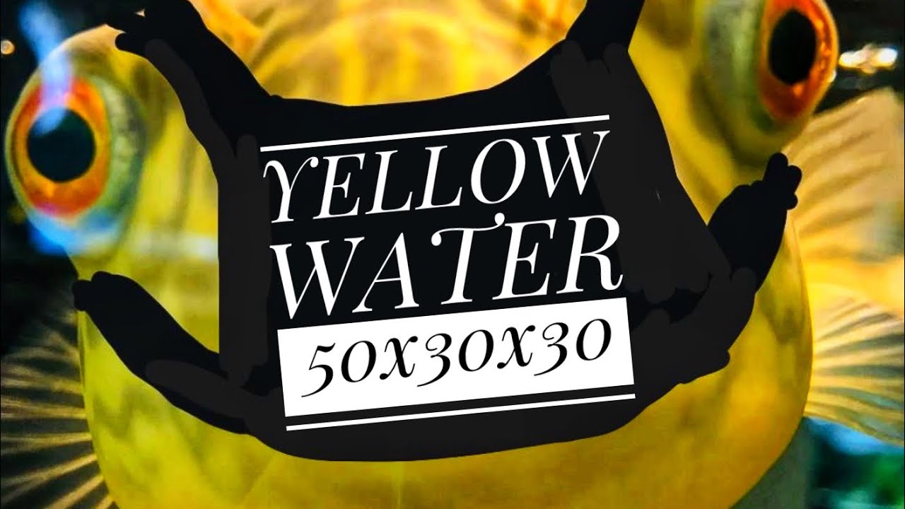 ZWKL - YELLOW WATER 