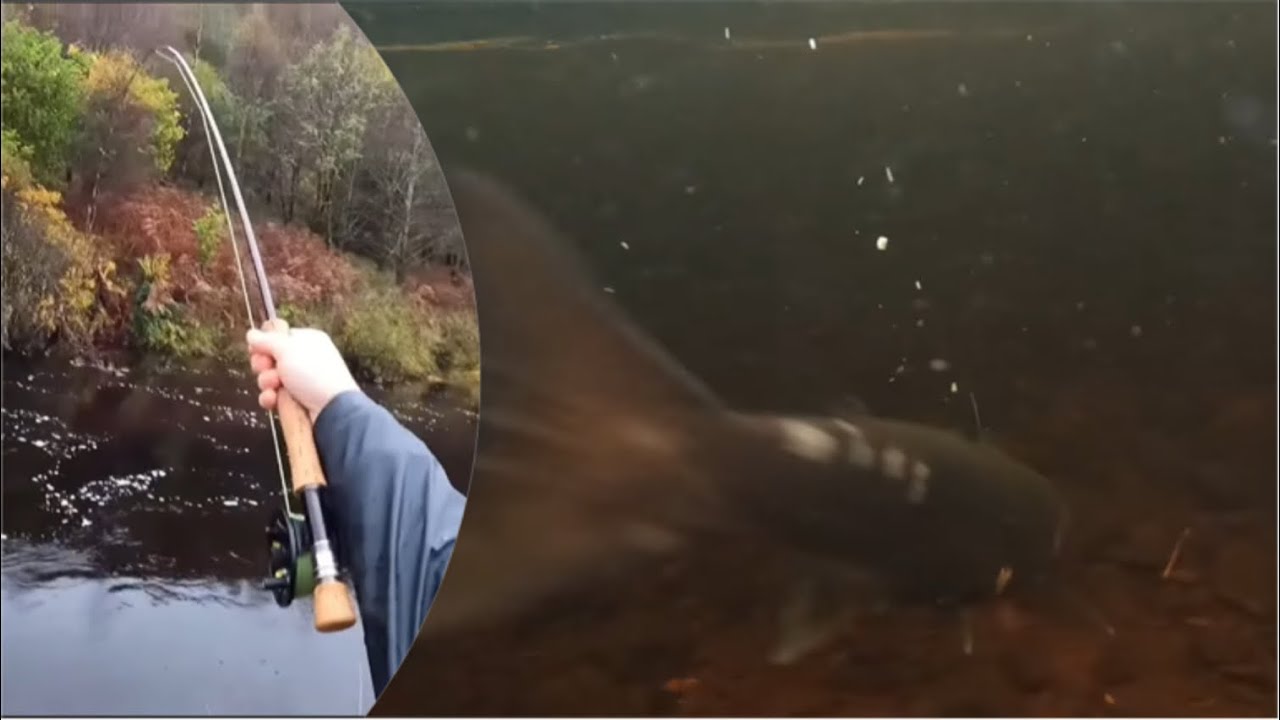 My first end of season salmon!