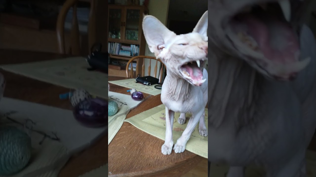 Sphynx cat meow and poses for the camera!