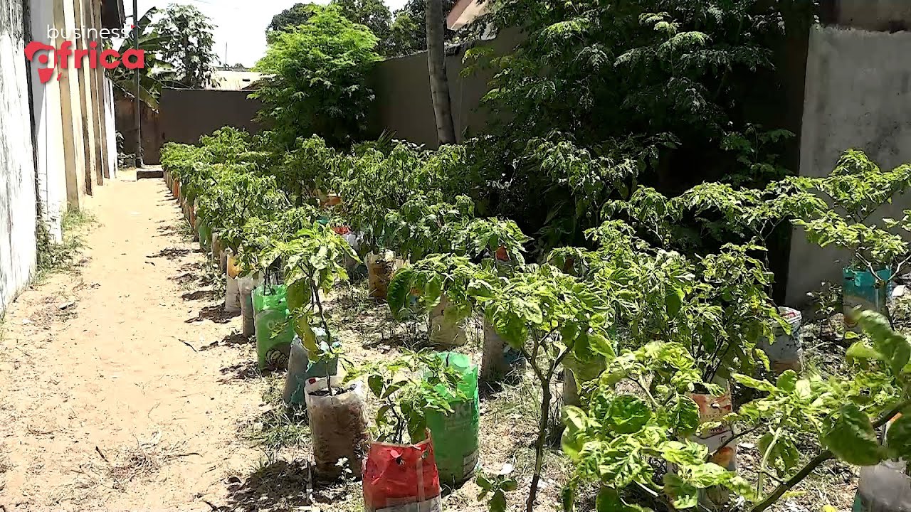 Agriculture : le hors-sol, une solution d’avenir ?