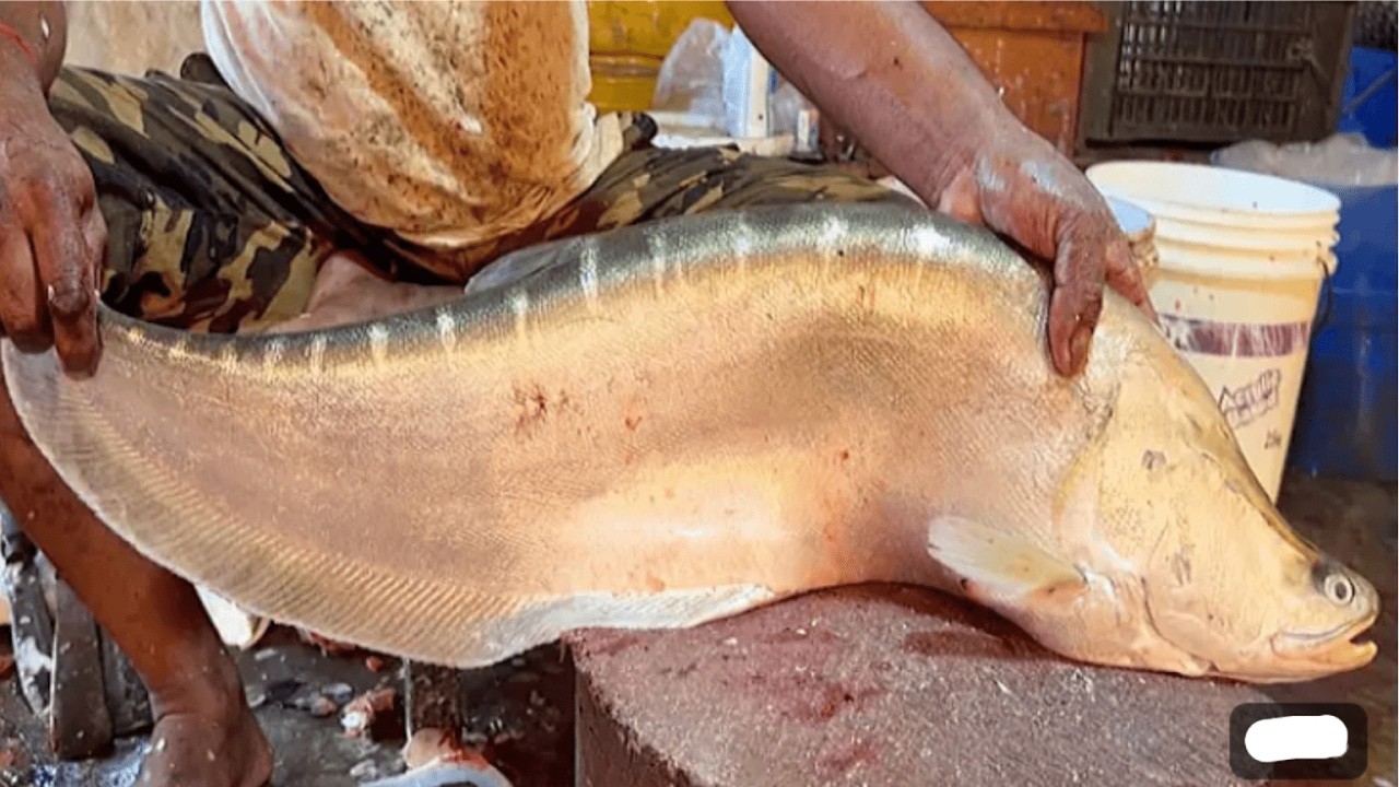 Amazing Giant Clown Knife Fish Cutting Live In Fish Market | Fish Market Bangladesh