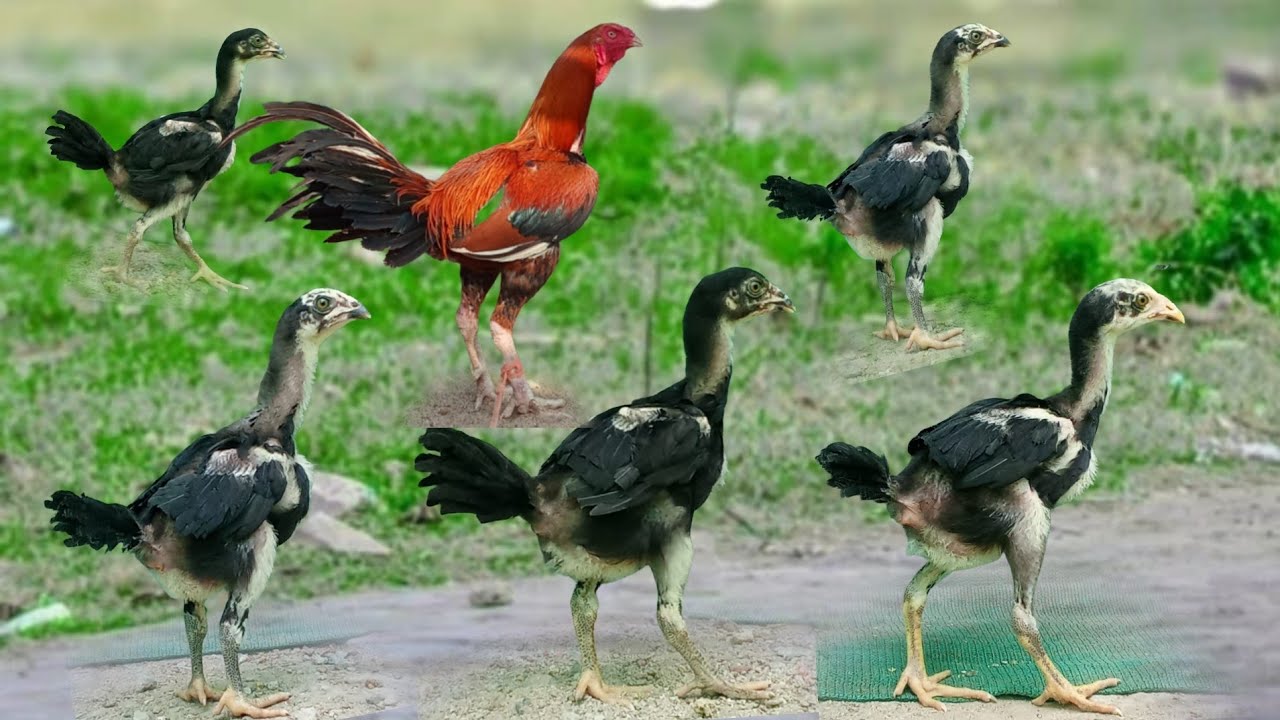 #KVR BREEDES#8712265855#bhimavaram chicks#peru cross chicks#chicks#patta punju#birds#chicken#viral