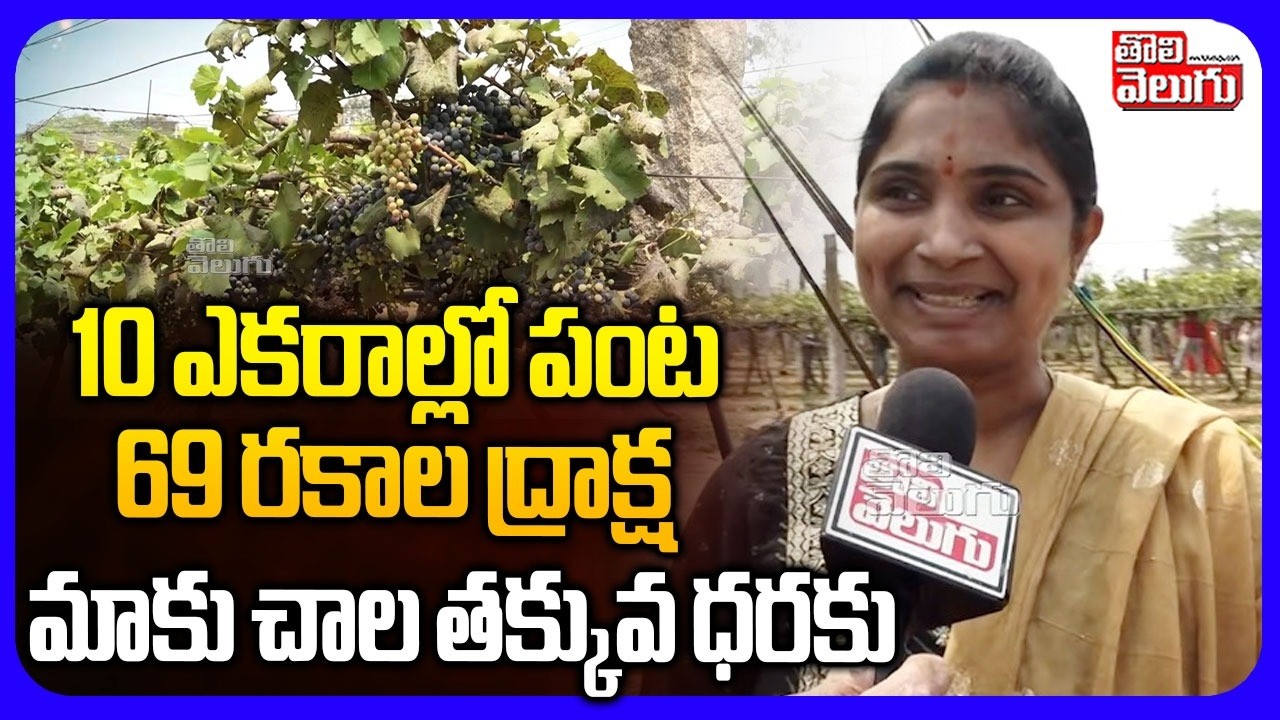 10 ఎకరాల్లో పంట 69 రకాల ద్రాక్ష మాకు చాల తక్కువ ధరకు..|  Grapes Farming | Types Of  Grapes