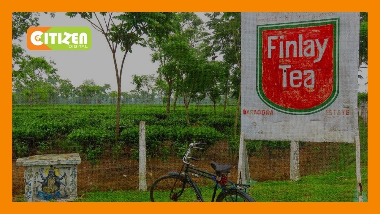 Finlay Co. to close 2 flower farms in Kericho County