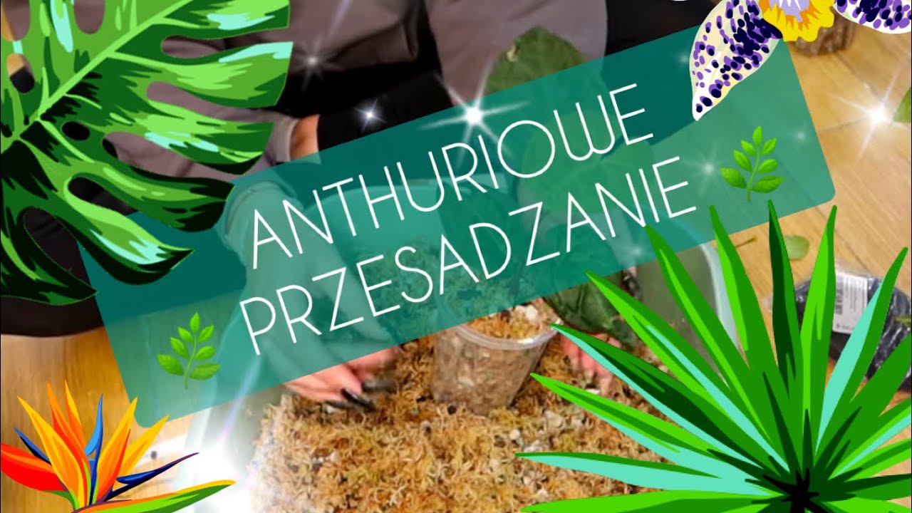 ANTHURIUM część 2 - PRZESADZANIE 🌿💖🌿