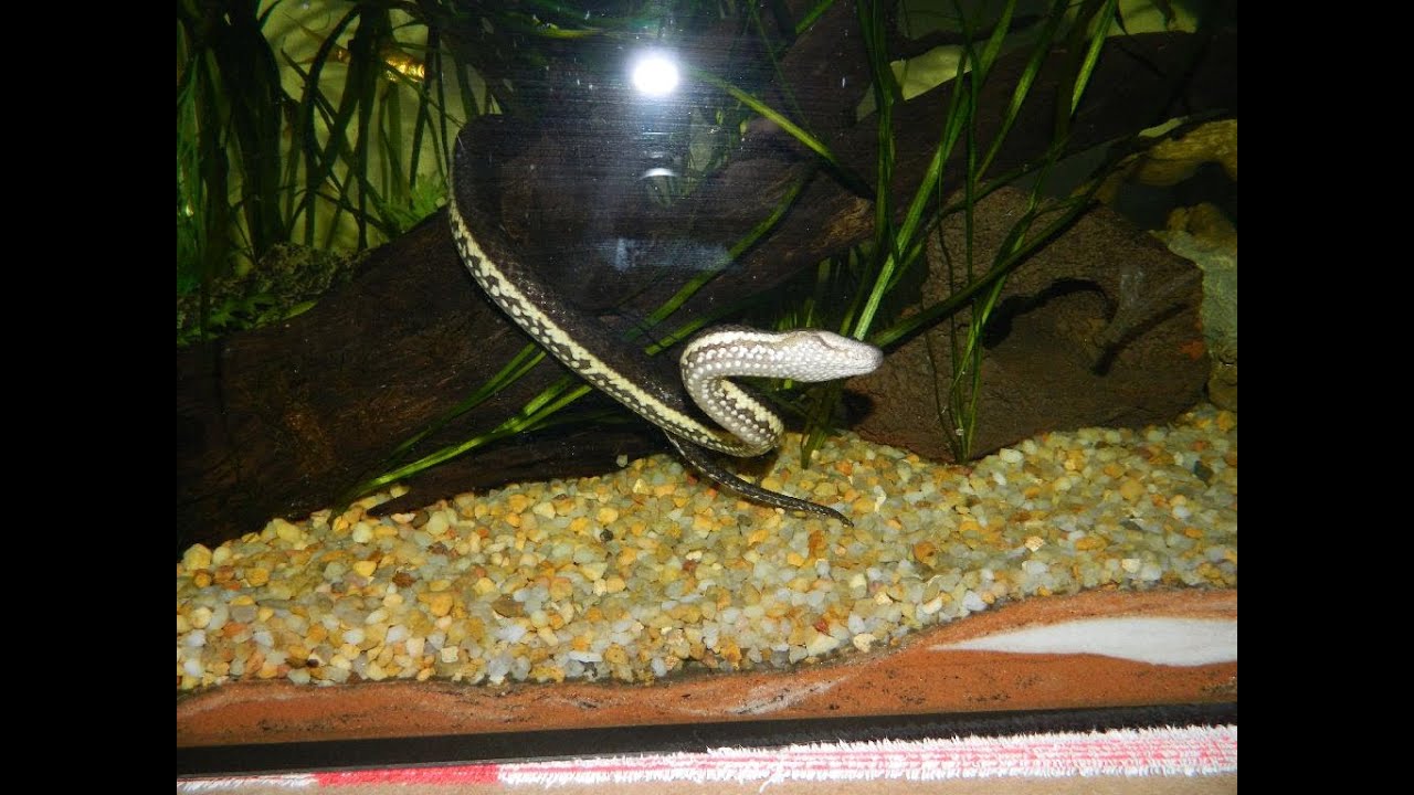 Macleays Water Snakes - Feeding Frenzy! Enhydris polylepis