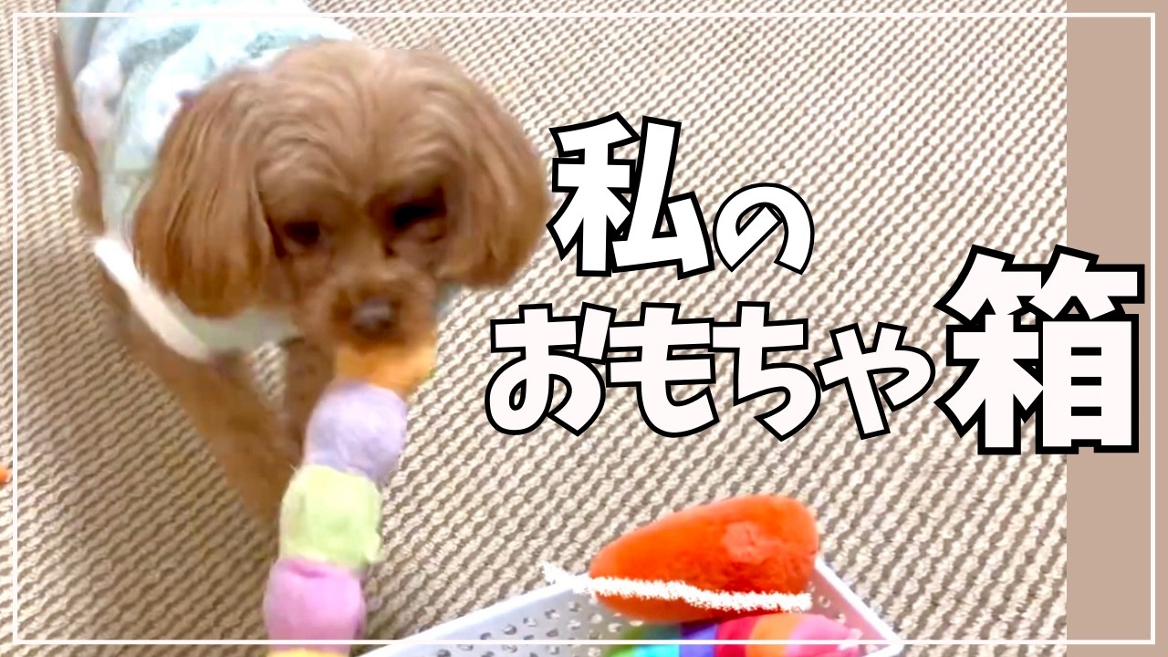 マルプーの愛犬におもちゃの片付けを頼んだら　飼い主の知らない素顔を覗かせた愛犬【プードル強めのマルプー】【まるぷーはーちゃん】