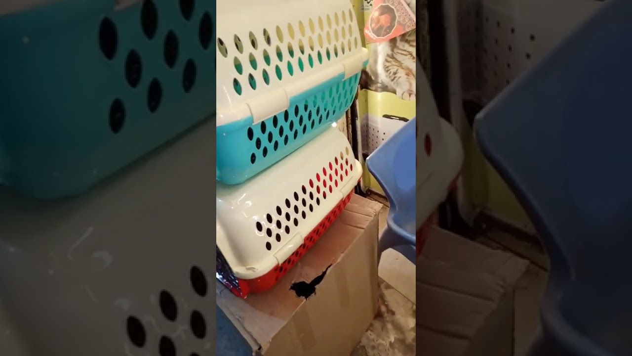 اشيك بوكس للقطط