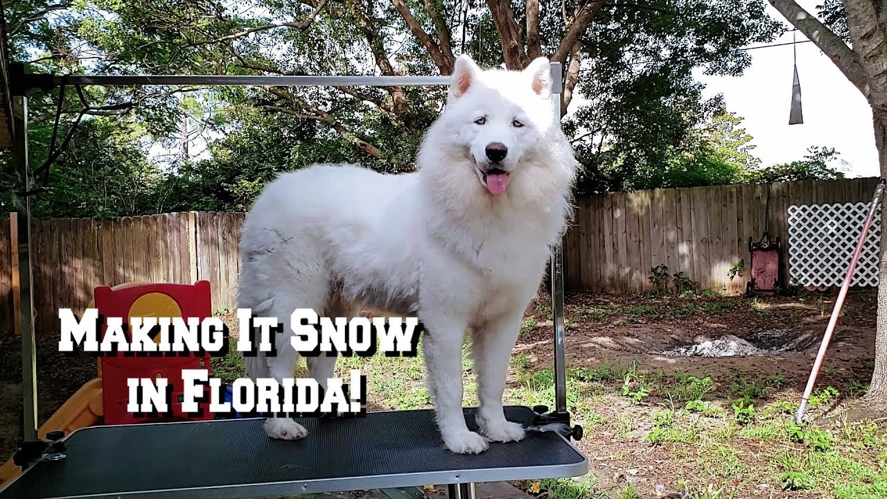 Grooming My Husky | Blow Out
