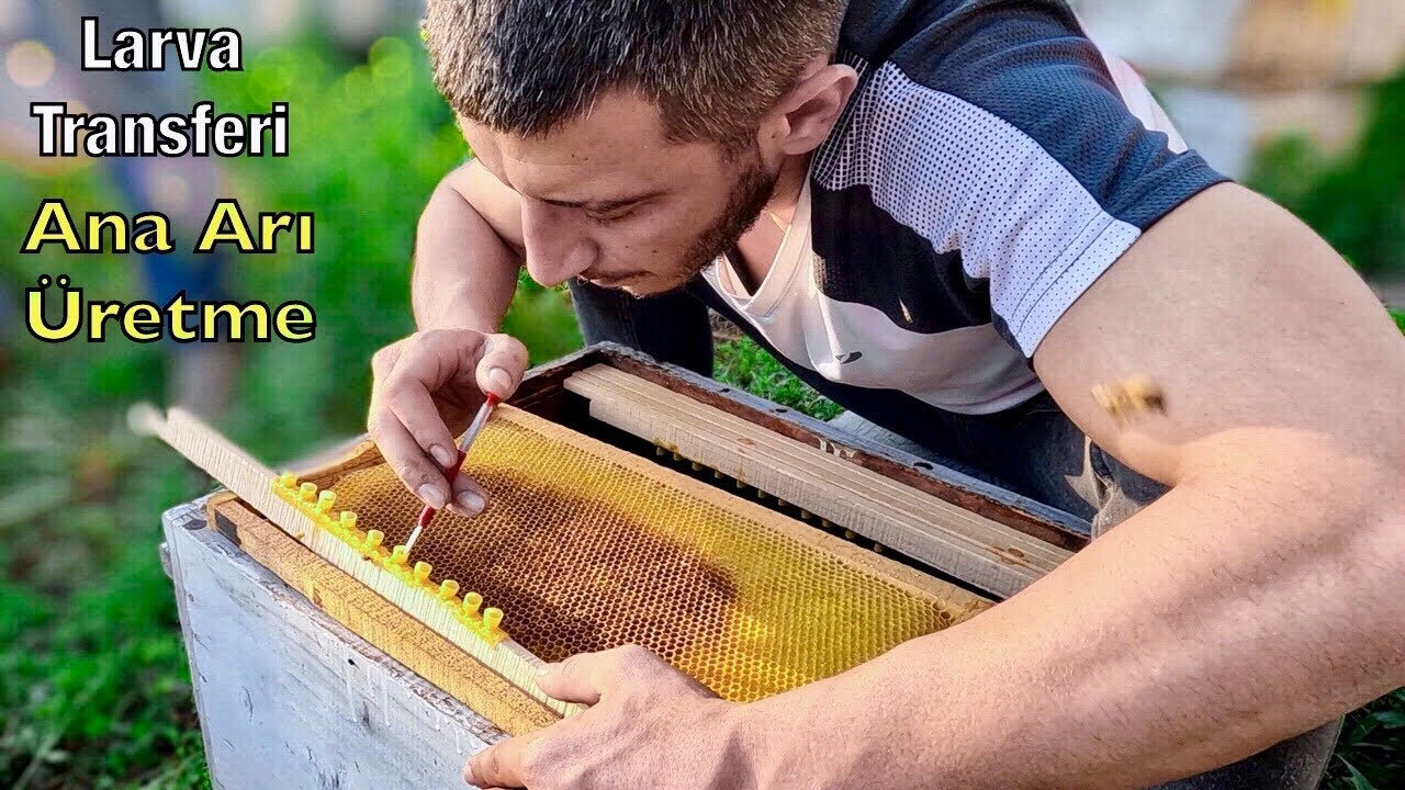 Ana arı üretimi | Kolay ana arı üretme yöntemi Larva Transferi Nasıl Yapılır 