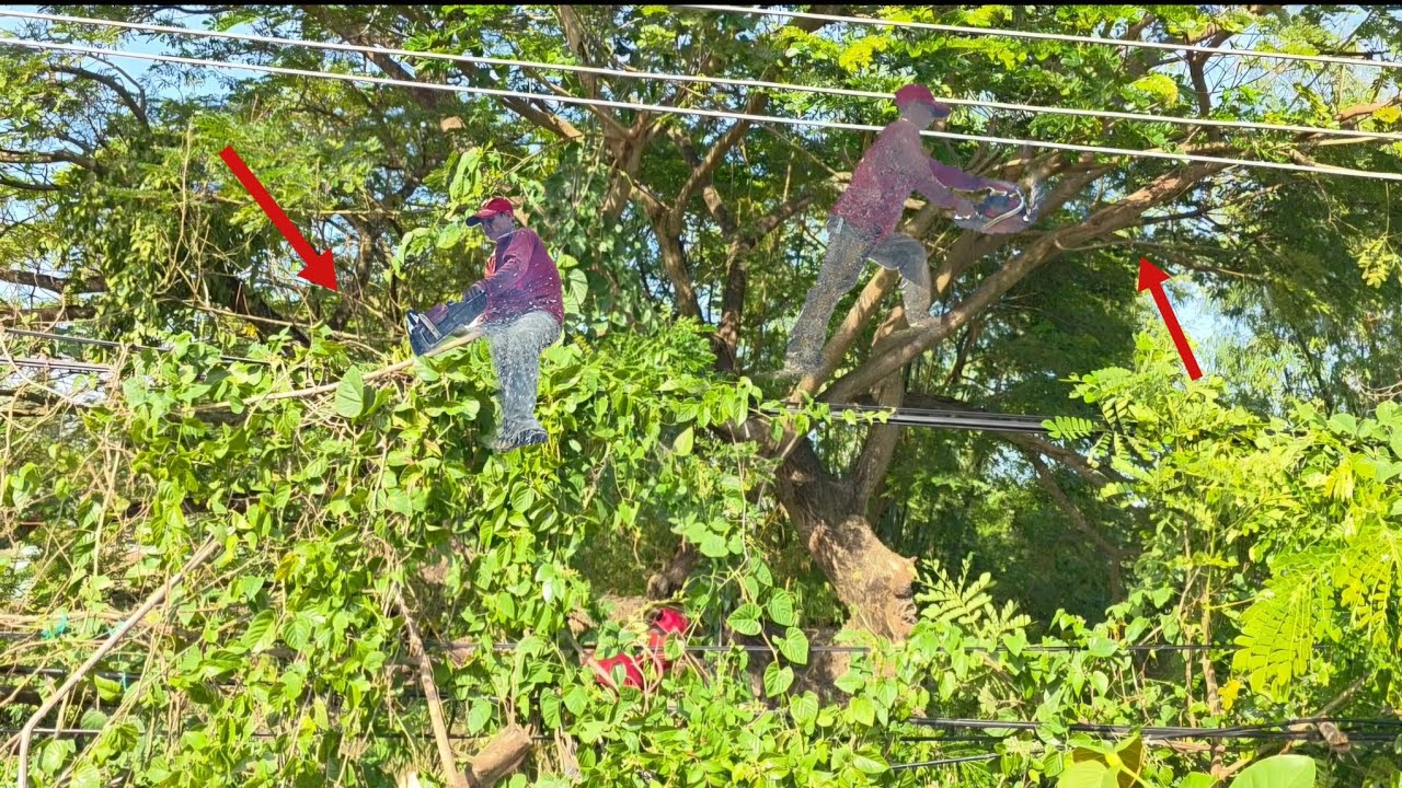 Cưa  cây còng to, Tàn um tùm, Trùm Lên đường dây điện, nhiều Thợ Không dám hạ, Cưa kỹ thuật