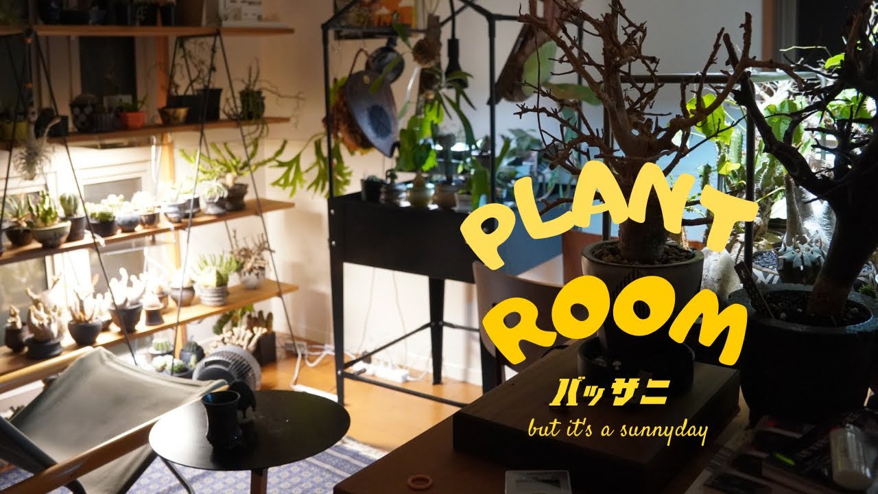 植物部屋に作る最高の「特等席」。夜の植物部屋で植物を紹介します