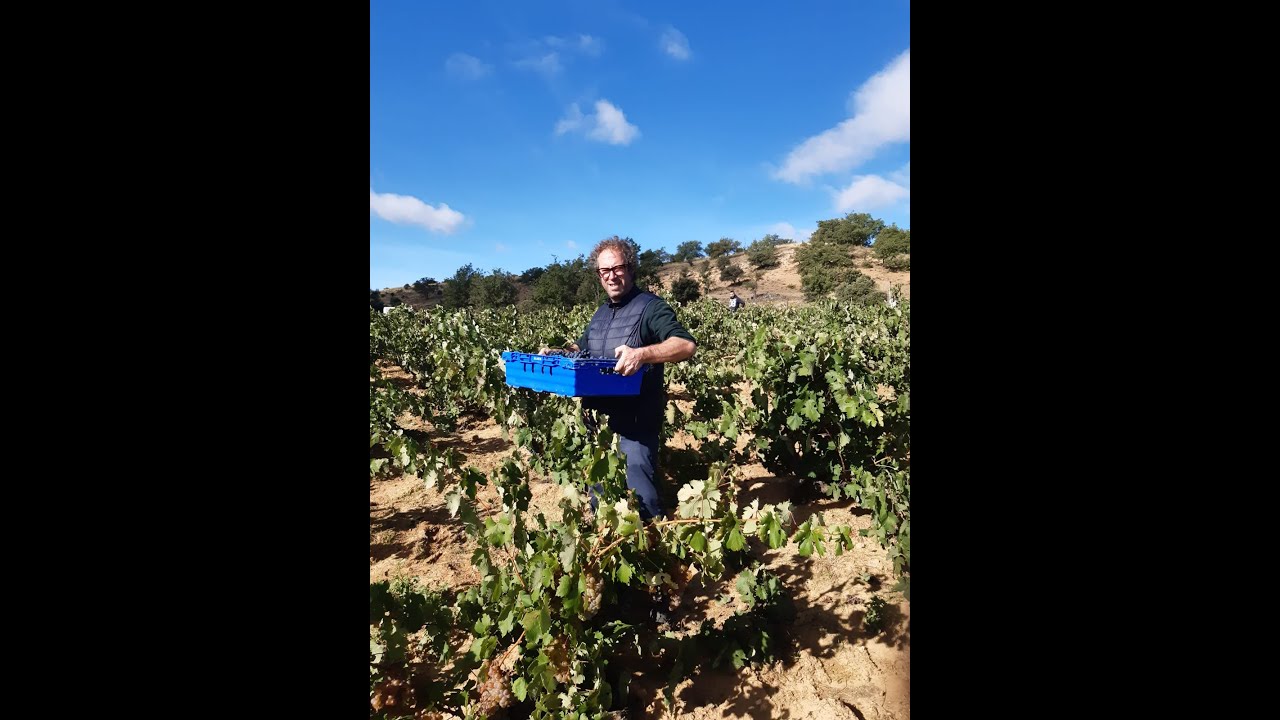 Vendimia 2020 Bodegas Antídoto, Dominio de Es y Domaine de Pallus
