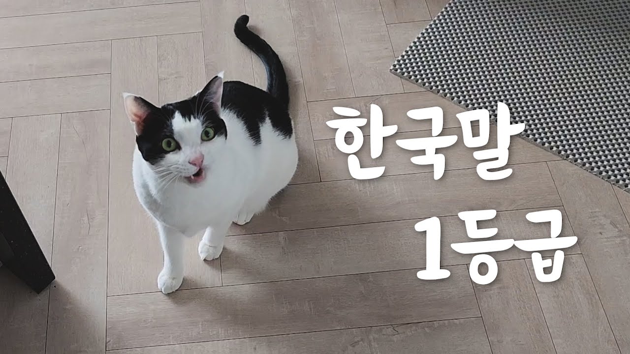 이 정도까지 사람과 대화 가능한 고양이 보신 분?