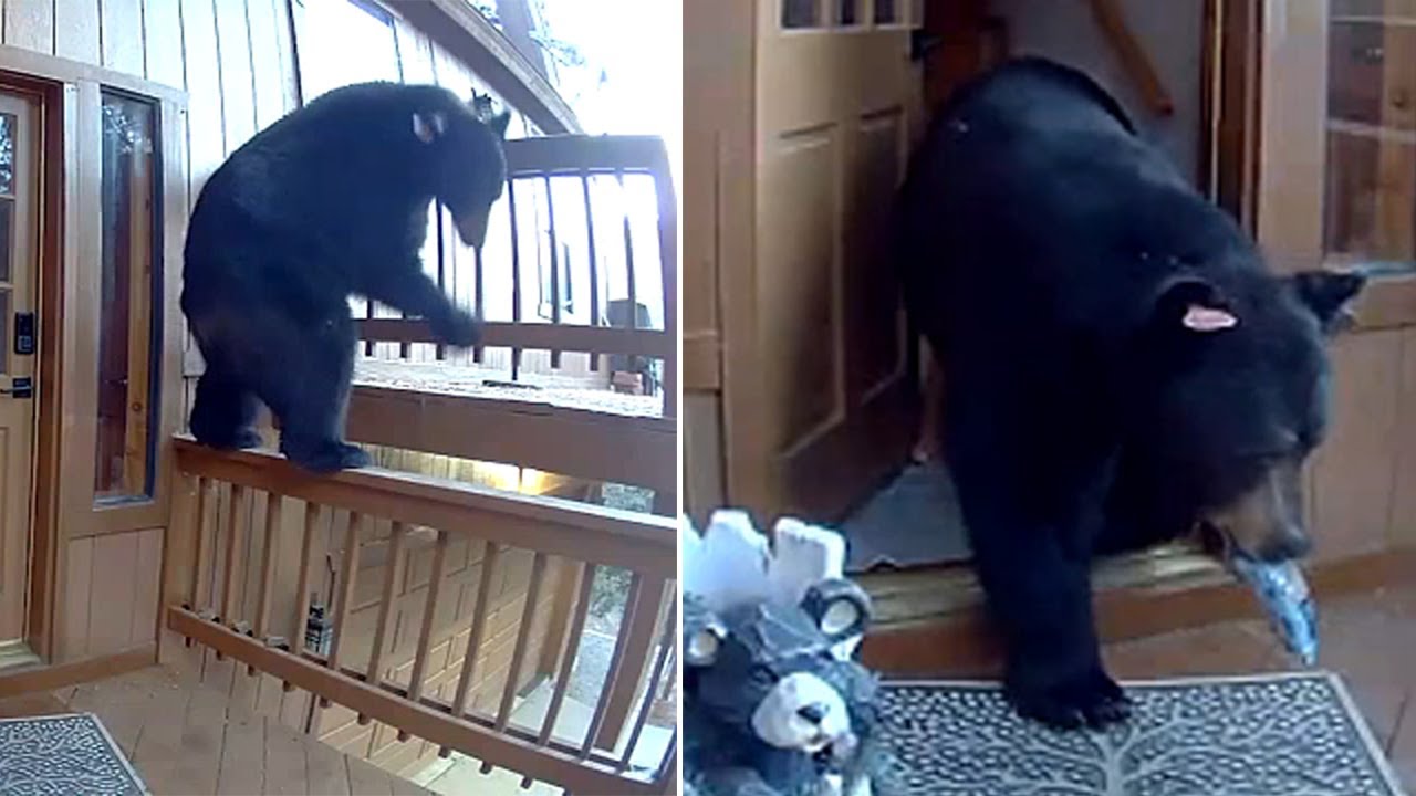 Bear breaks into California home and leaves with assortment of snacks