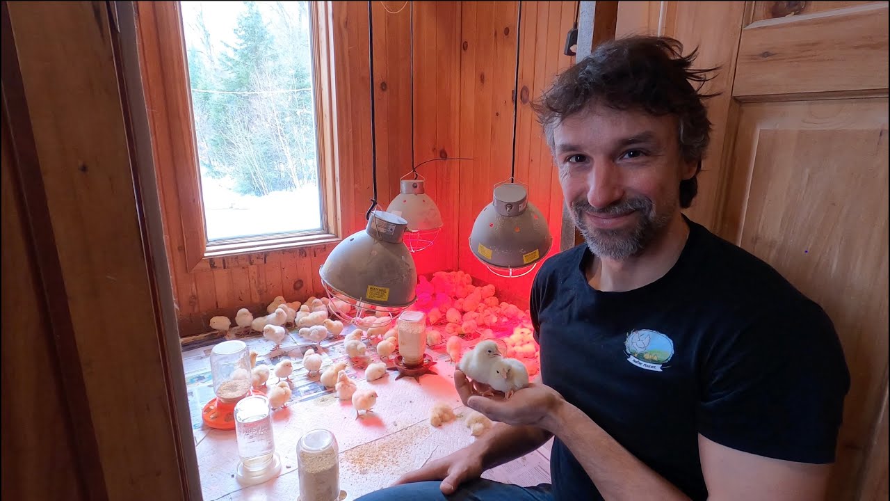 Le SOIN des Poussins | Maître Poulier