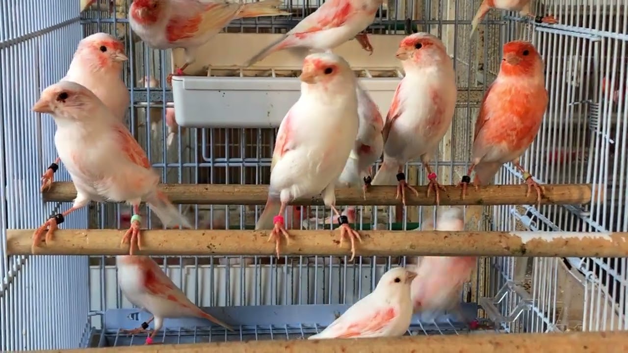 Canarios rojos mosaicos 