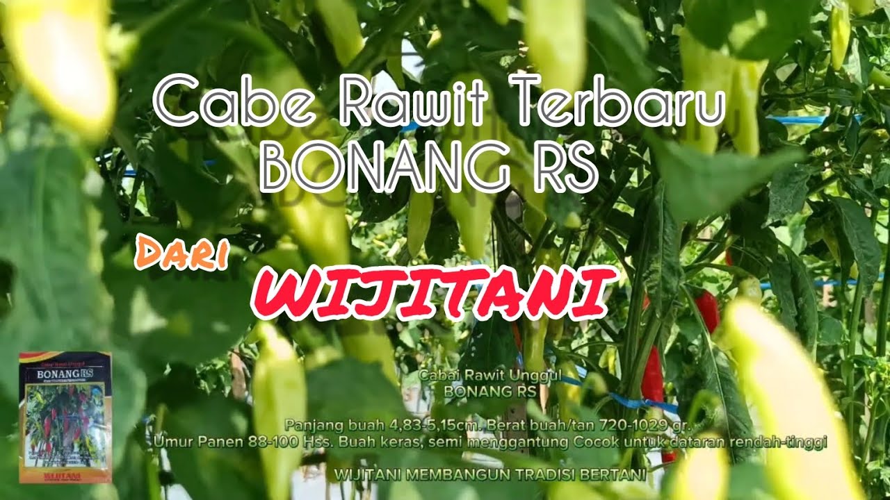 Cabe Rawit Terbaru BONANG RS dari Wijitani