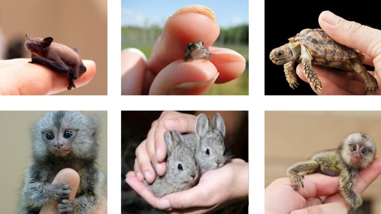 Top 10 Smallest Animal in the World