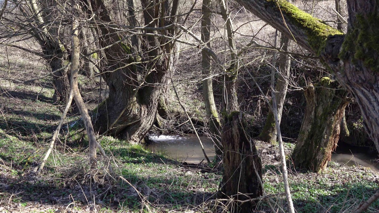Naturdenkmal Kopfweiden am Solzbach