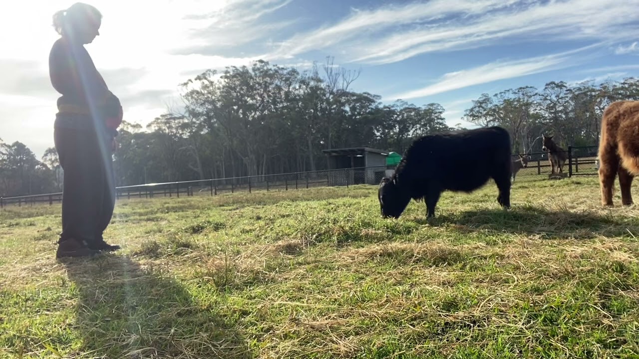 Beginner oxen training.