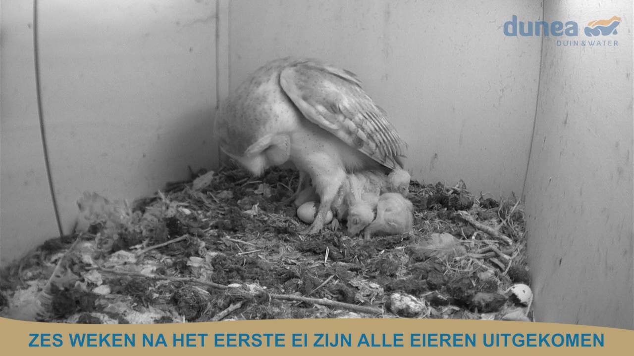6 juni 2016 kerkuil - Alle eieren zijn uit