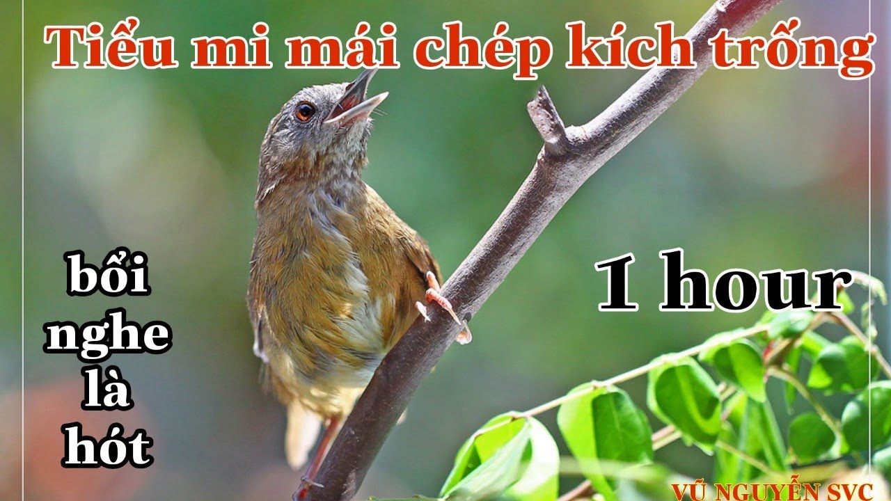 Tiếng tiểu mi mái kích trống bổi cực hay 1giờ. Bổi nghe là hót.