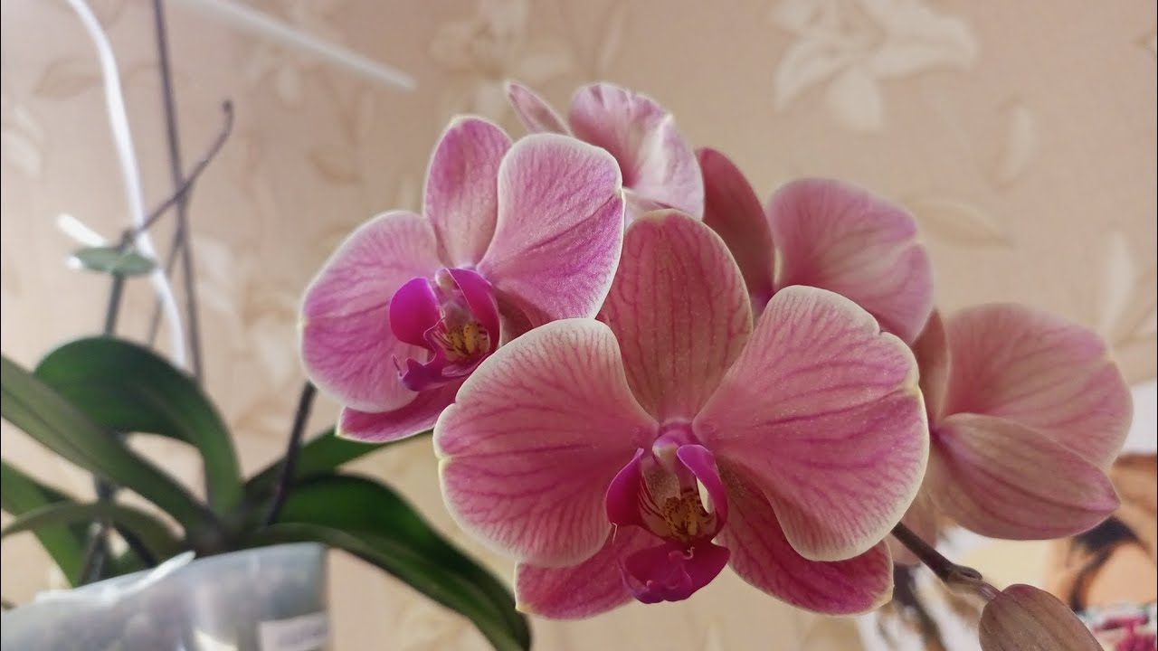 19.03.2026. ЦВЕТЕНИЕ МОИХ ОРХИДЕЙ В МАРТЕ ❤☀️👍