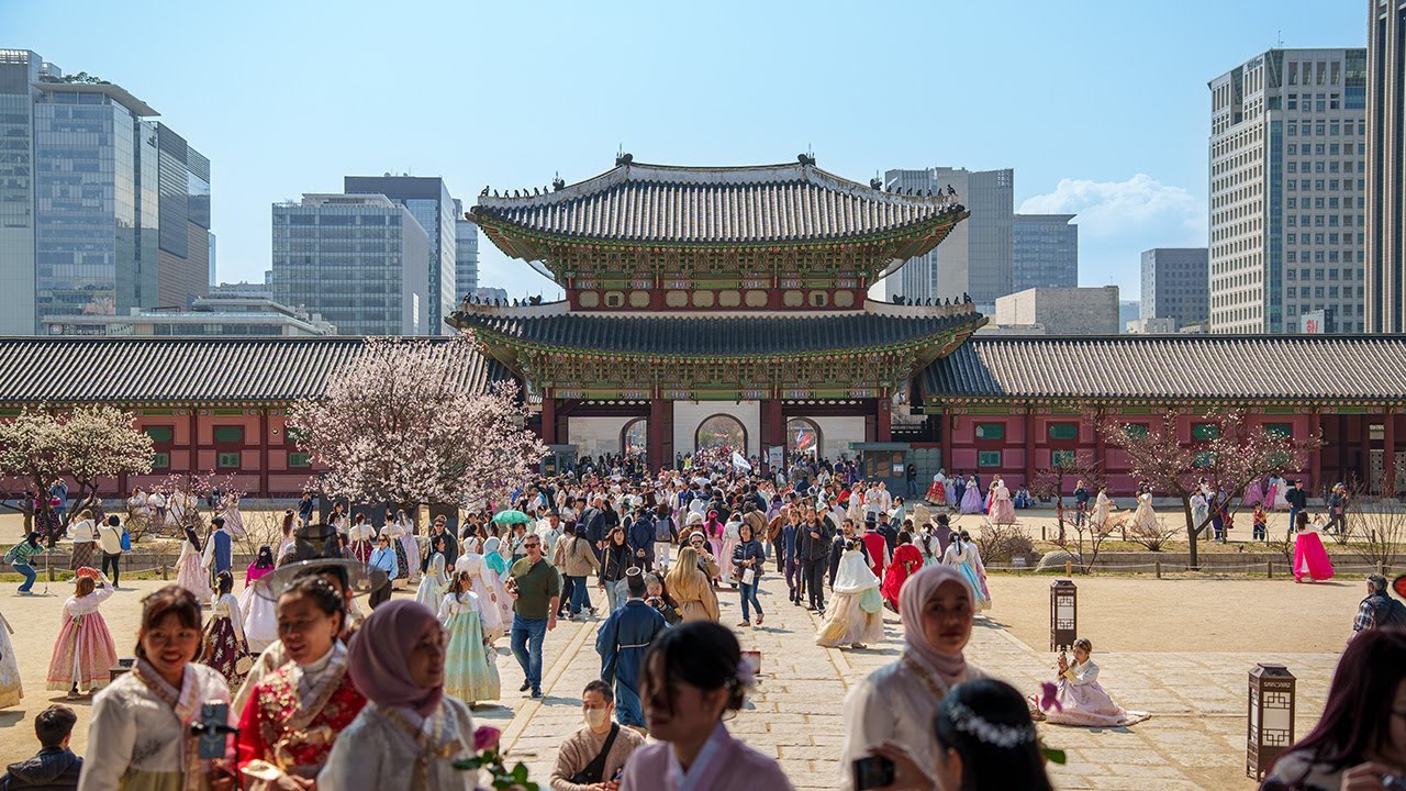 Spring Blossoms in Seoul 🌸 Gyeongbokgung Palace Cherry Blossoms Walk 4K HDR