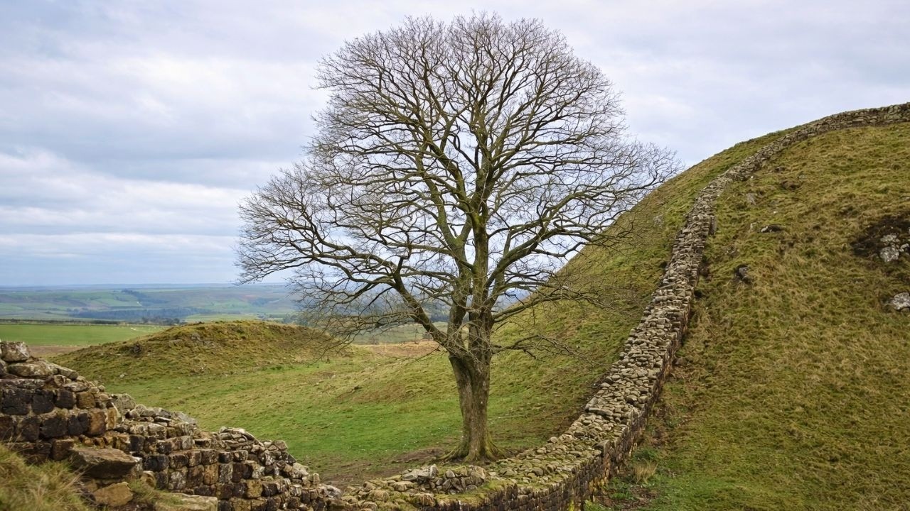 Hadrian's Wall and the Sycamore Gap Walk, English Countryside 4K