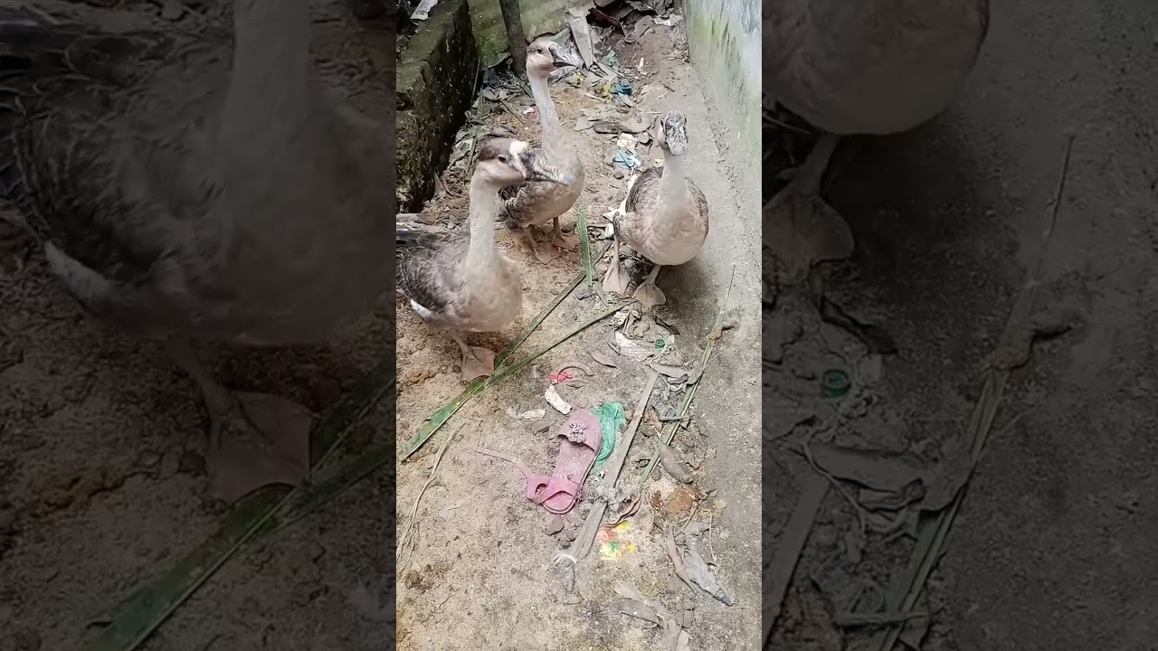 #funny #lovely hash #entertainment