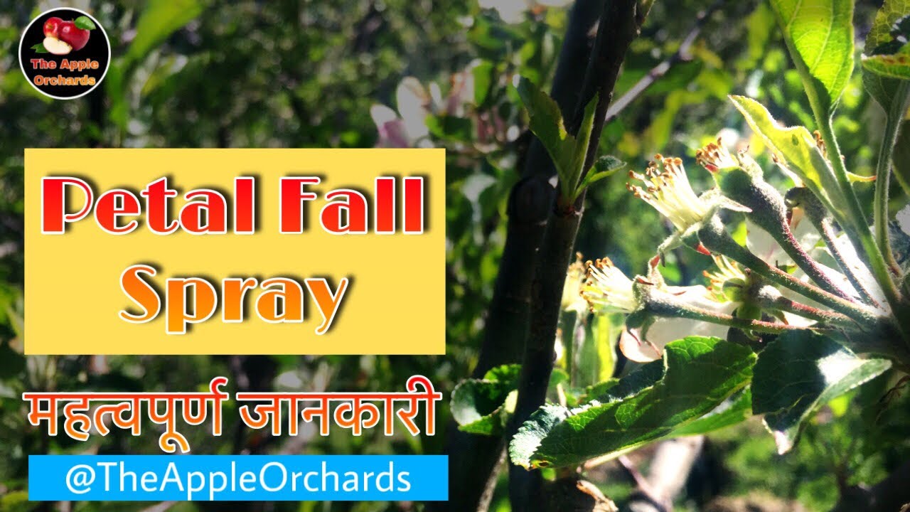 Petal Fall Spray Schedule 2020 l Role of NPK l Role of Calcium l Spray on Petal Fall l