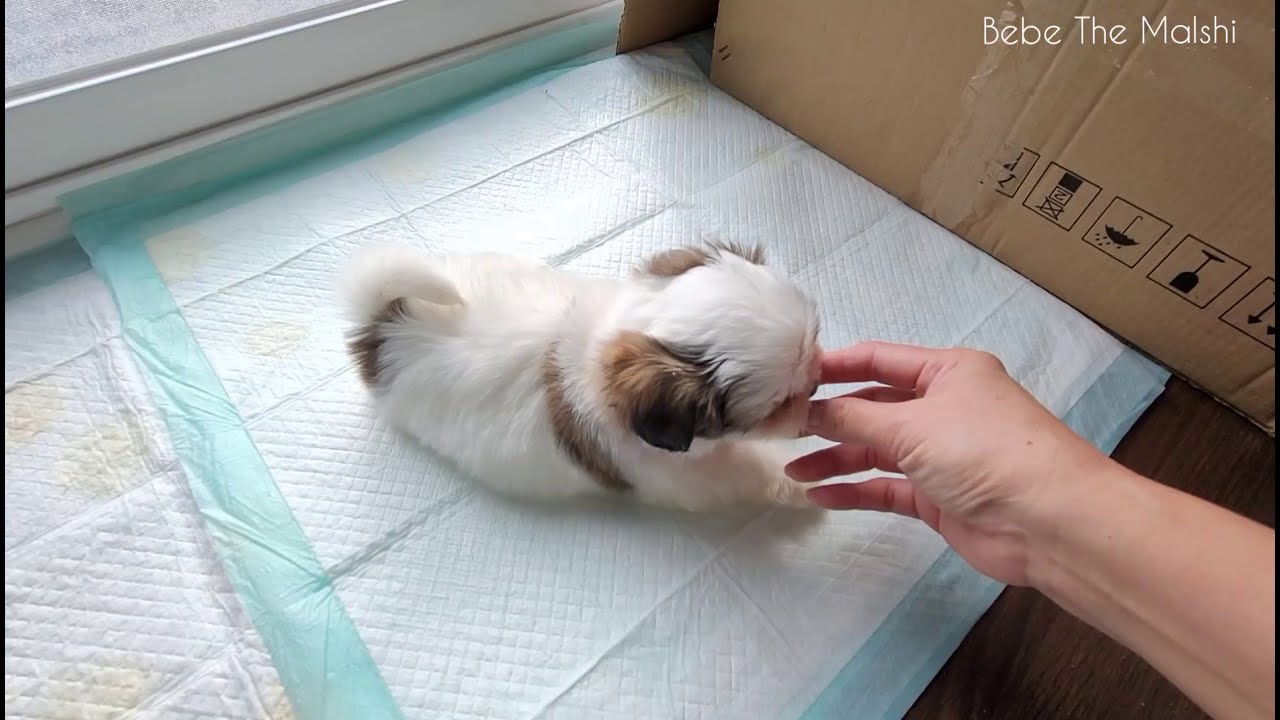8 weeks Old Malshi Puppy, Bebe The Malshi