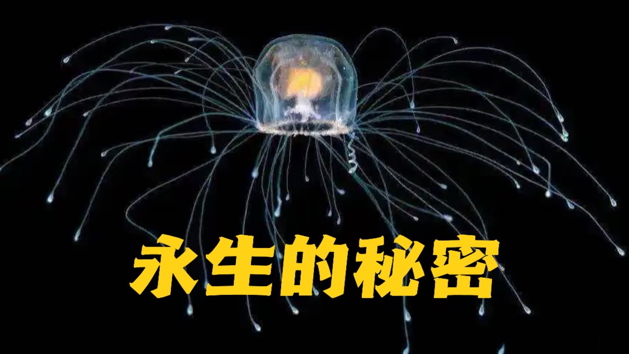 颠覆认知！地球上的永生密码被这4种生物破解了？ | 水熊虫 灯塔水母 格陵兰睡鲨 扁平虫
