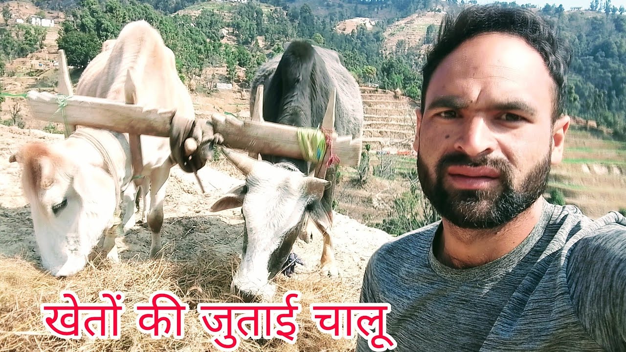 खेतों में आलू लगाने के लिए जुताई चालू 🤔pahadi life daily #rajuvlogs 04