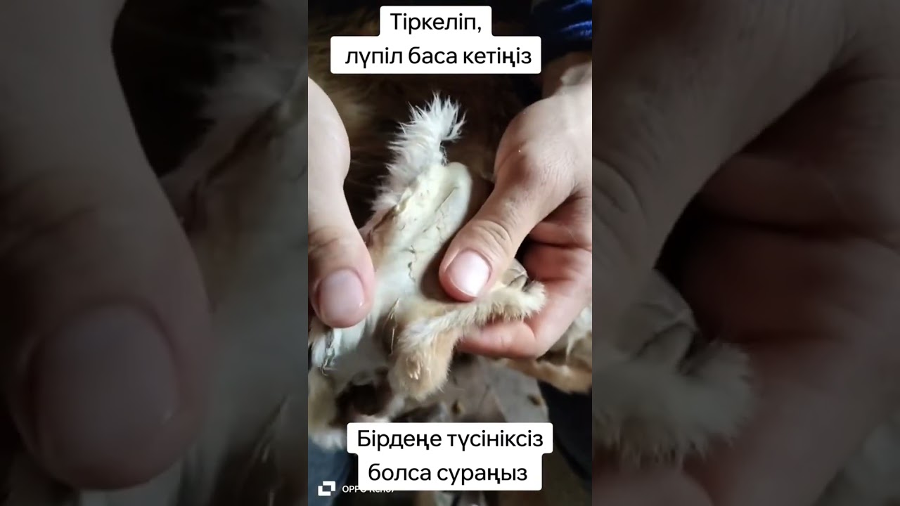 Тері илеу , түлкі терісін қалай илеүге болады ?
