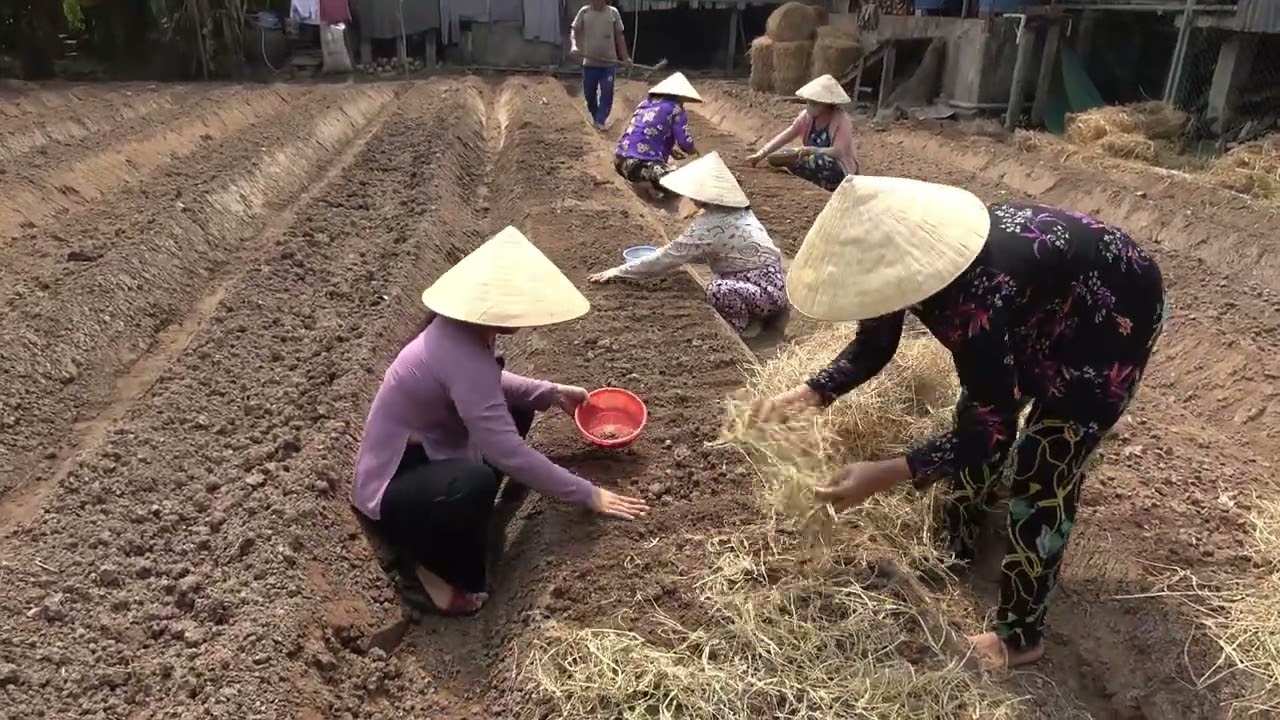 Tỉa Sắn Vừa Xong Được Bà Út Mời Uống Trà Đường Thật Ấm Lòng| Cùng Thưởng Thức Bửa cơm Dân Dã\DD ĐQ